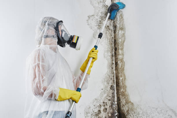 Best Biohazard Mold Removal  in USA